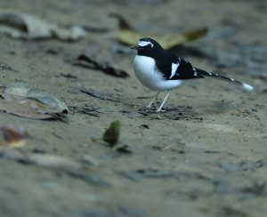 Black-backed Forktail, 黑背燕尾, Enicurus immaculatus-gallery-