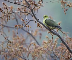 Wedge-tailed Green Pigeon, 楔尾绿鸠, Treron sphenurus-gallery-