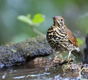 Himalayan Forest Thrush, 喜山光背地鸫, Zoothera salimalii-gallery-