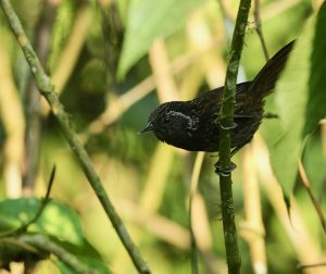 Sikkim Wedge-billed Wren-Babbler, 黑胸楔嘴鹩鹛, Sphenocichla humei-gallery-