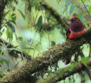 Ward’s Trogon, 红腹咬鹃, Harpactes wardi-gallery-