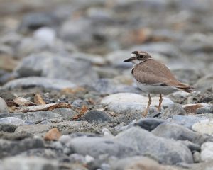 Long-billed Plover, 长嘴剑鸻, Charadrius placidus-gallery-