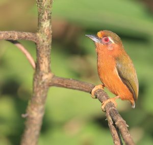 White-browed Piculet, 白眉棕啄木鸟, Sasia ochracea-gallery-