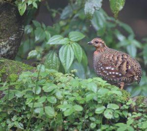 Hill Partridge, 环颈山鹧鸪, Arborophila torqueola-gallery-