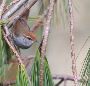 Grey-sided Bush Warbler, 棕顶树莺, Cettia brunnifrons-gallery-