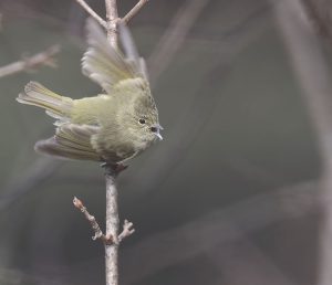 Yellow-browed Tit, 黄眉林雀, Sylviparus modestus-gallery-