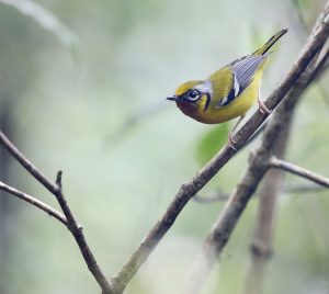 Black-eared Shrike-Babbler, 栗喉鵙鹛, Pteruthius melanotis-gallery-