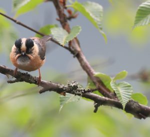 Rufous-fronted Bushtit, 棕额长尾山雀, Aegithalos iouschistos-gallery-