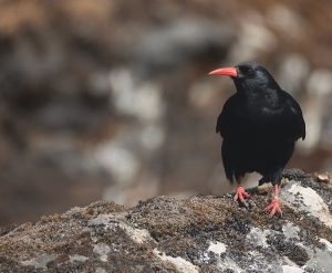 Red-billed Chough, 红嘴山鸦, Pyrrhocorax pyrrhocorax-gallery-