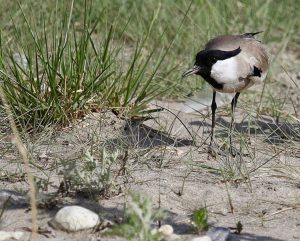 River Lapwing, 距翅麦鸡, Vanellus duvaucelii-gallery-