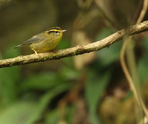 Yellow-throated Fulvetta, 黄喉雀鹛, Alcippe cinerea-gallery-