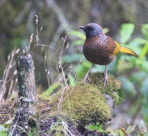 Chestnut-crowned Laughingthrush, 红头噪鹛, Trochalopteron erythrocephalum-gallery-