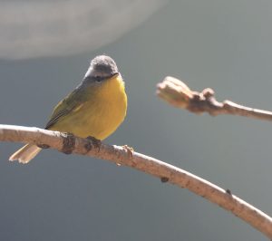 Grey-hooded Warbler, 灰头柳莺, Phylloscopus xanthoschistos-gallery-