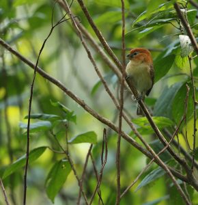 Rufous-headed Parrotbill 红头鸦雀,-gallery-