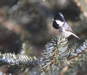 Coal Tit, 煤山雀, Periparus ater-gallery-