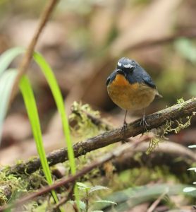 Snowy-browed Flycatcher, 棕胸蓝姬鹟, Ficedula hyperythra-gallery-