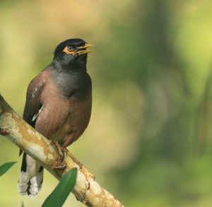 Common Myna, 家八哥, Acridotheres tristis-gallery-