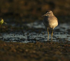 Wood Sandpiper, 林鹬, Tringa glareola-gallery-