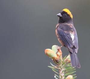 Golden-naped Finch, 金枕黑雀, Pyrrhoplectes epauletta-gallery-