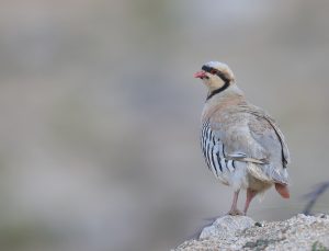 Chukar Partridge, 石鸡, Alectoris chukar-gallery-