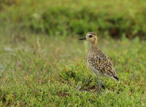 Pacific Golden Plover, 金斑鸻, Pluvialis fulva-gallery-