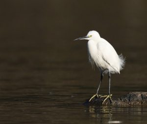 Little Egret, 白鹭, Egretta garzetta-gallery-