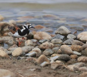 Ruddy Turnstone, 翻石鹬, Arenaria interpres-gallery-