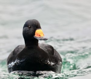 Black Scoter, 黑海番鸭, Melanitta americana-gallery-