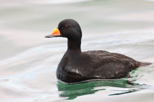 Black Scoter, 黑海番鸭, Melanitta americana-gallery-