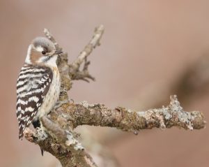 Japanese Pygmy Woodpecker, 小星头啄木鸟, Yungipicus kizuki-gallery-