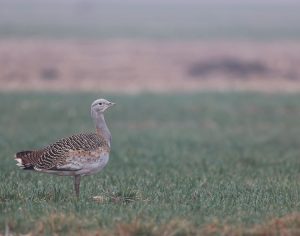 Great Bustard, 大鸨, Otis tarda-gallery-