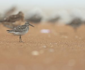 Great Knot, 大滨鹬, Calidris tenuirostris-gallery-