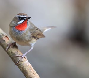 Siberian Rubythroat, 红喉歌鸲, Calliope calliope-gallery-