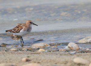 Little Stint, 小滨鹬, Calidris minuta-gallery-