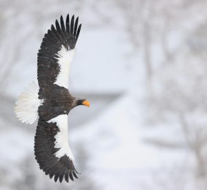 Steller's Sea Eagle, 虎头海雕, Haliaeetus pelagicus-gallery-