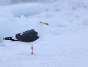 Slaty-backed Gull, 灰背鸥, Larus schistisagus-gallery-