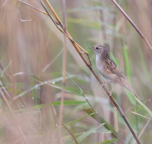 Marsh Grassbird, 斑背大尾莺, Helopsaltes pryeri-gallery-