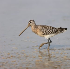 Asian Dowitcher, 半蹼鹬, Limnodromus semipalmatus-gallery-