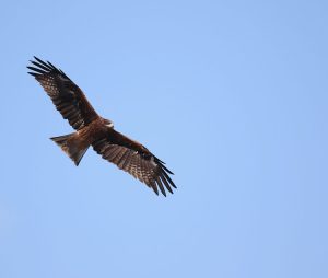 Black Kite, 黑耳鸢, Milvus migrans-gallery-