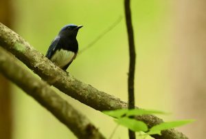 Blue-and-White Flycatcher, 白腹蓝鹟, Cyanoptila cyanomelana-gallery-