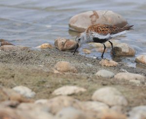 Dunlin, 黑腹滨鹬, Calidris alpina-gallery-