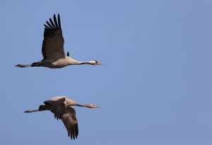 Common Cranes, 灰鹤, Grus grus-gallery-