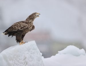 White-tailed Eagle, 白尾海雕, Haliaeetus albicilla-gallery-