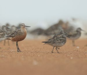 Bar-tailed Godwit, 斑尾塍鹬, Limosa lapponica / Great Knot, 大滨鹬, Calidris tenuirostris-gallery-