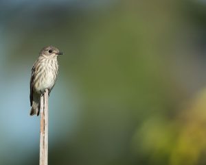 Grey-streaked Flycatcher, 灰纹鹟, Muscicapa griseisticta-gallery-