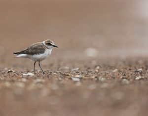 Kentish Plover, 环颈鸻, Charadrius alexandrinus-gallery-