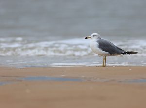 Black-tailed Gull, 黑尾鸥, Larus crassirostris-gallery-