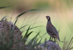 Chukar Partridge, 石鸡, Alectoris chukar-gallery-