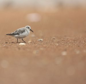 Sanderling, 三趾滨鹬, Calidris alba-gallery-