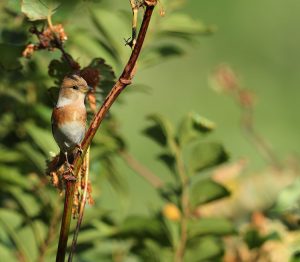 Brambling, 燕雀, Fringilla montifringilla-gallery-